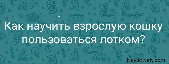 Как научить взрослую кошку пользоваться лотком?