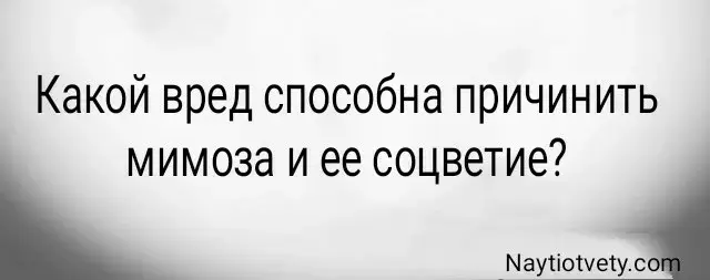 Какой вред способна причинить мимоза и ее соцветие?