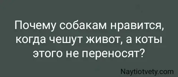 Почему собакам нравится, когда чешут живот, а коты этого не переносят?